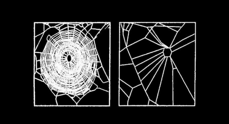 Паутина, которую плетут пауки под кайфом (6 фото)