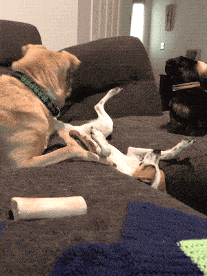 Прекрати снимать и лучше помоги мне! (17 гифок)