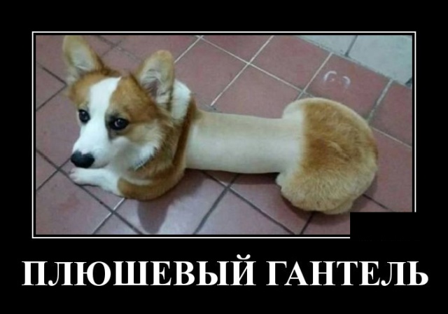 Свежие демотиваторы 19 сентября 2019 (30 картинок с надписями)