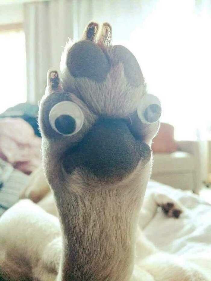 В сети обнаружили, что у котов на лапках человеческие носы (8 фото)