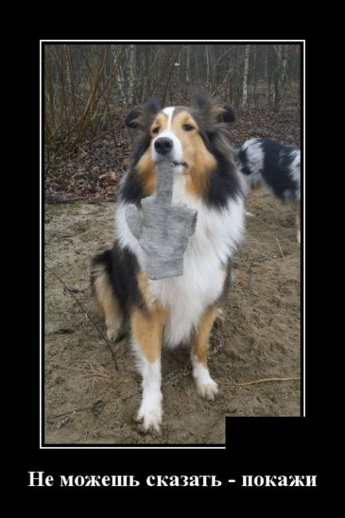 Новейшие демотиваторы сентября 2019 (30 демок)