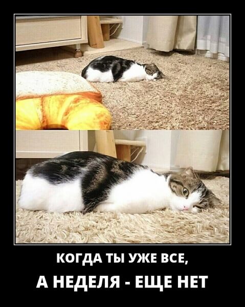Свежие демотиваторы сентября 2019 года от PAGGY.RU