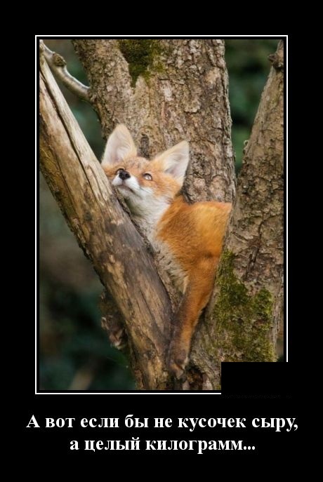 Смешные и свежие демотиваторы (30 демок)