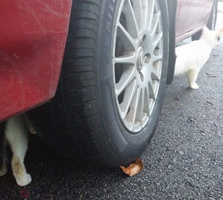 Вот почему важен ракурс (18 фото)