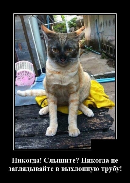 Свежие демотиваторы сентября 2019 года от PAGGY.RU