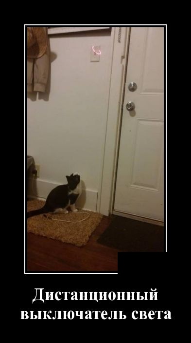 Новые демотиваторы про людей и животных