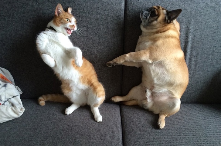 Вот почему важен ракурс (18 фото)