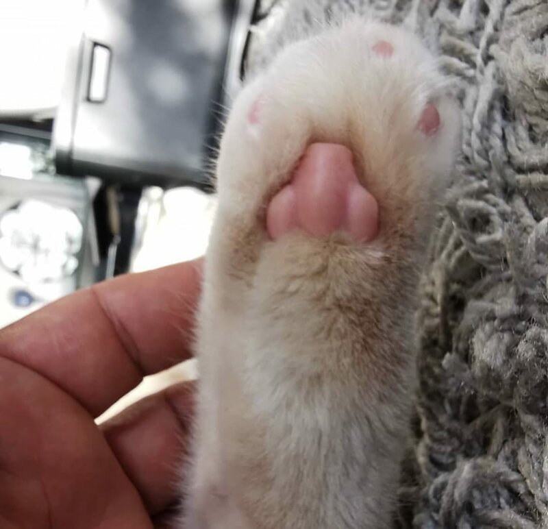 В сети обнаружили, что у котов на лапках человеческие носы (8 фото)