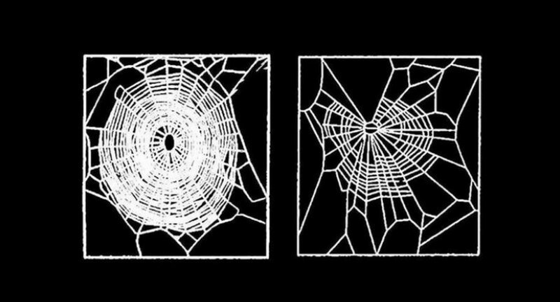 Паутина, которую плетут пауки под кайфом (6 фото)