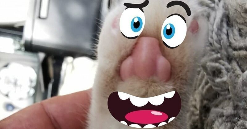 В сети обнаружили, что у котов на лапках человеческие носы (8 фото)