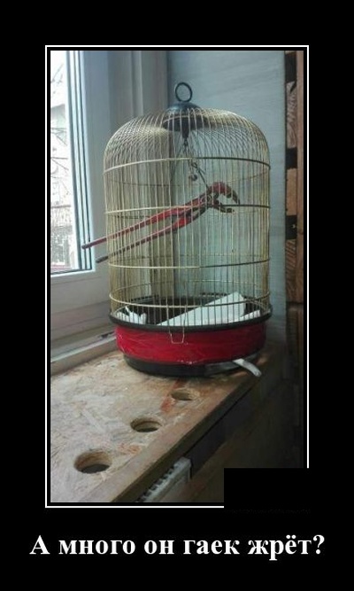 Смешные и очень свежие для 2019 года демотиваторы (30 демок)