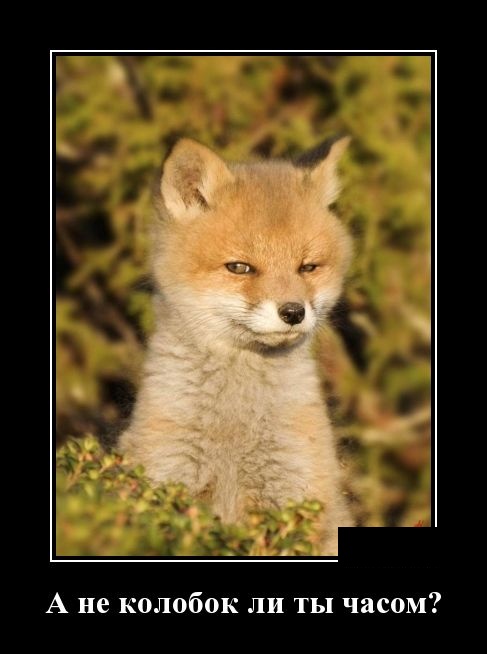 Смешные и свежие демотиваторы (30 демок)