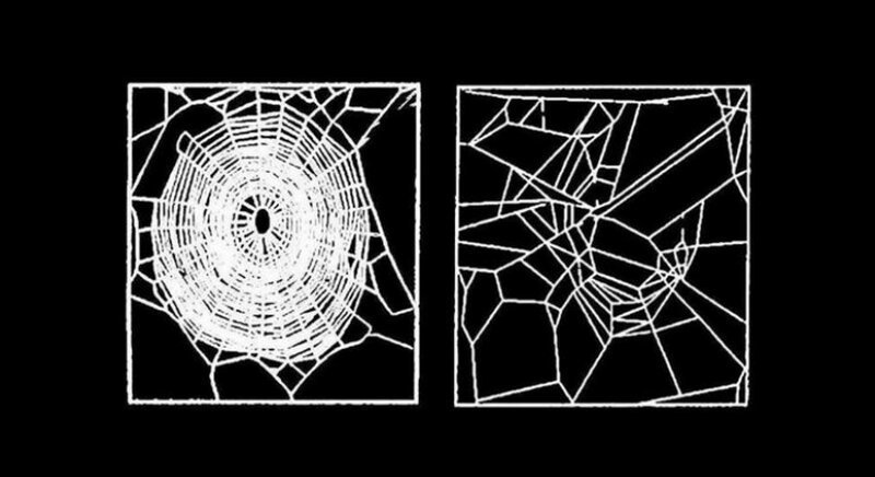 Паутина, которую плетут пауки под кайфом (6 фото)