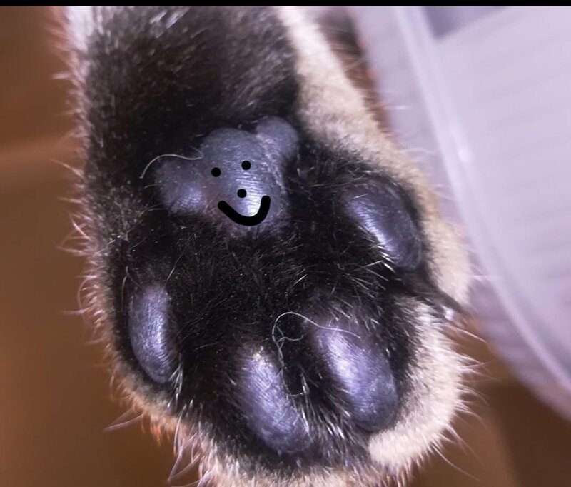 В сети обнаружили, что у котов на лапках человеческие носы (8 фото)