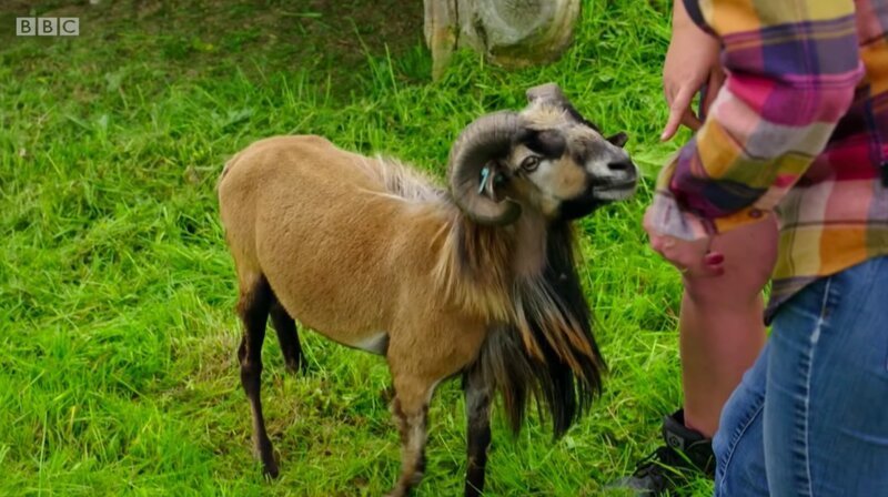 Оператор снял барана и навсегда лишился желания общаться с животными (4 фото + 1 видео) Оператор снял барана и навсегда лишился желания общаться с животными (4 фото + 1 видео)
