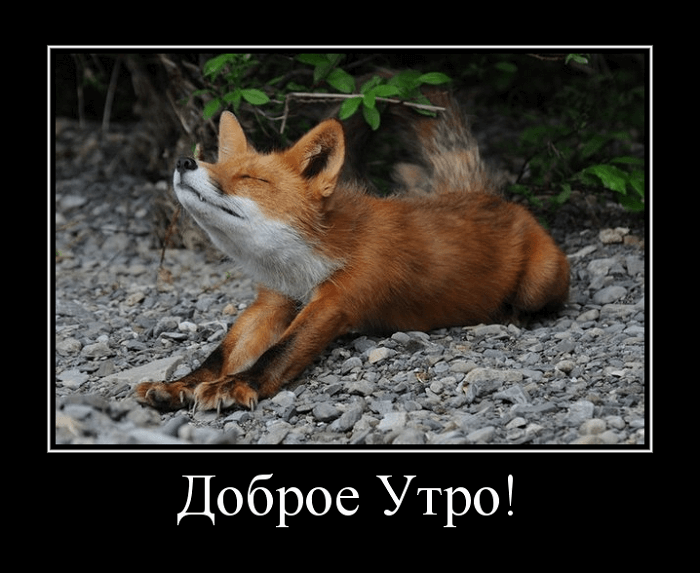 Демотиваторы доброе утро Демотиваторы доброе утро