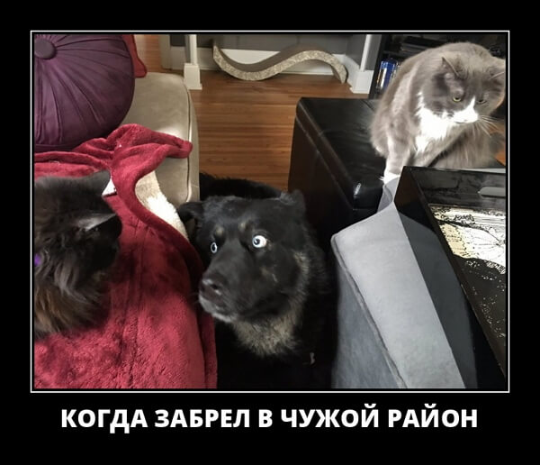 Свежие демотиваторы сентября 2019 года от PAGGY.RU