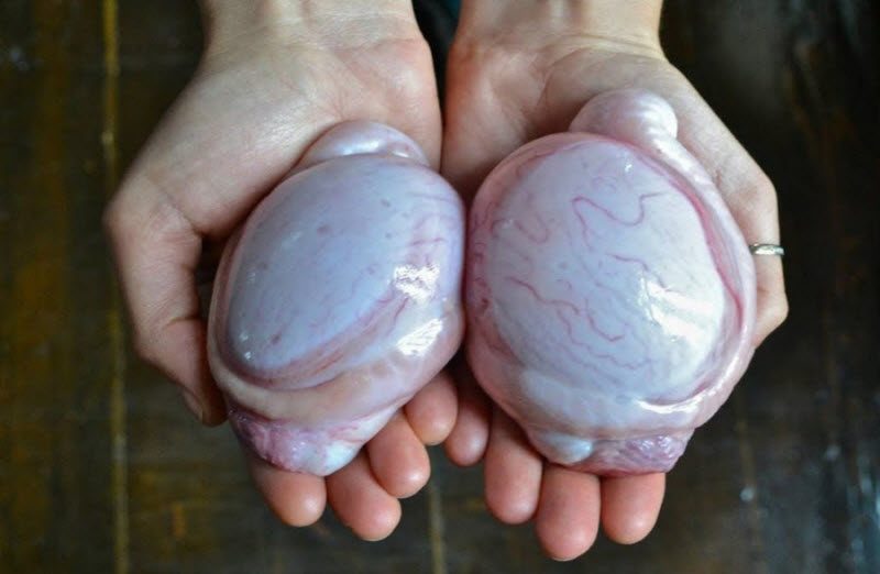 Вор мужских яичек задержан в Китае, идет следствие (2 фото)