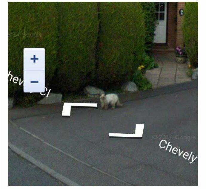 Снимки Google Street View помогают вновь встретиться с любимыми (17 фото)