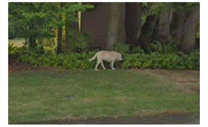 Снимки Google Street View помогают вновь встретиться с любимыми (17 фото)