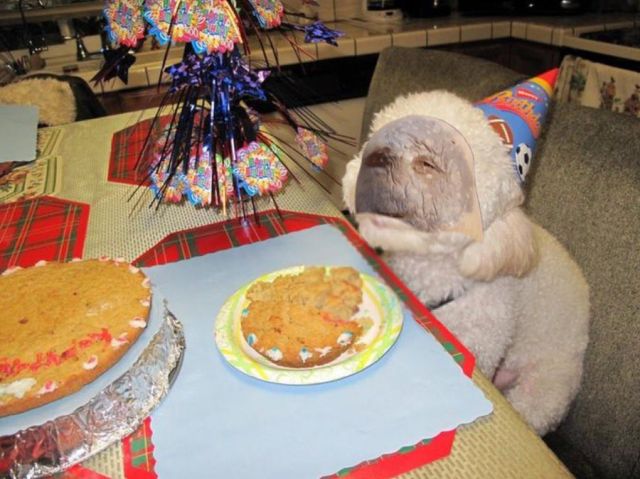 Новый мем: страдающая картошка (13 скриншотов)