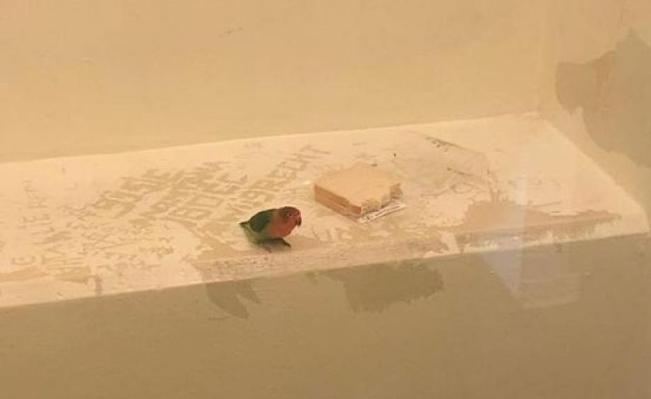 Голландская полиция совершила самое необычное задержание