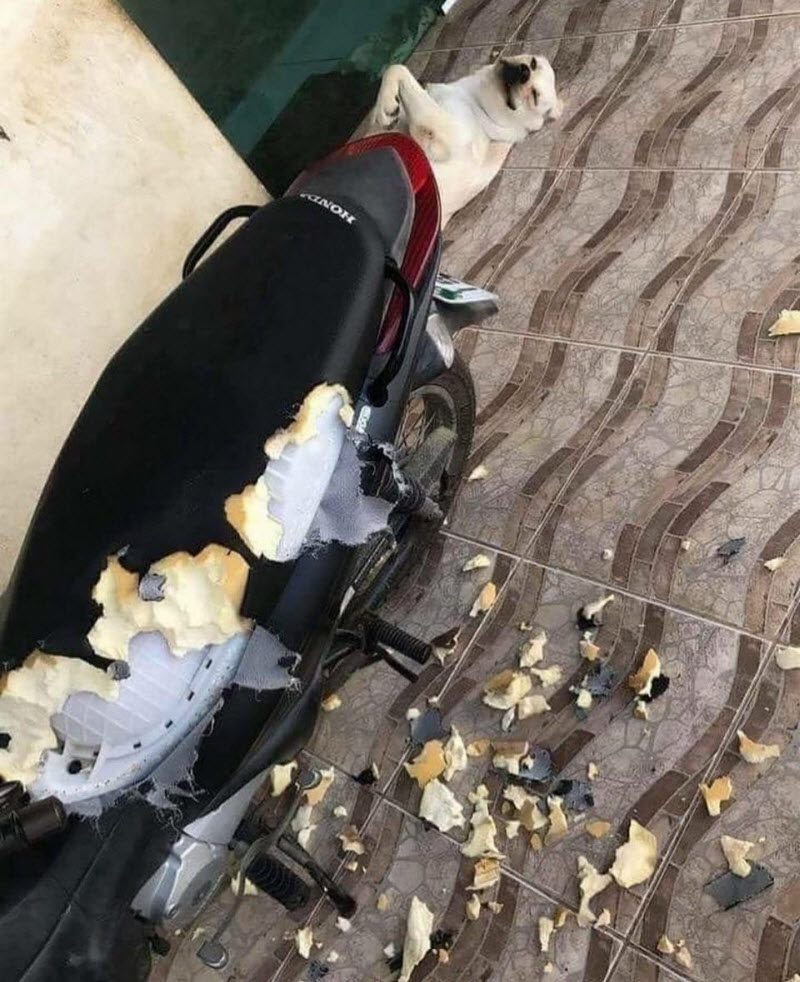 Бывают в жизни огорчения (40 фото) Бывают в жизни огорчения (40 фото)