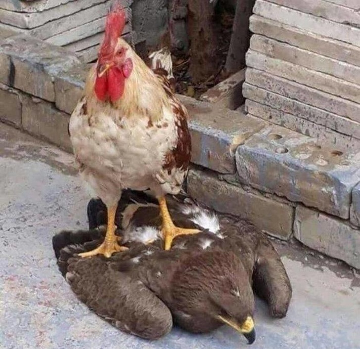 Остроумные подписи под забавными фотографиями (15 фото) Остроумные подписи под забавными фотографиями (15 фото)