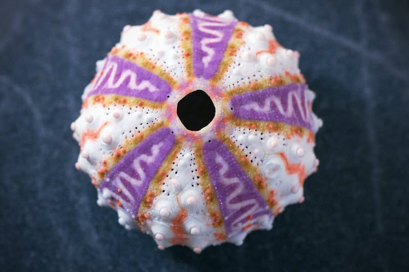 25 самых странных вещей, проданных на eBay (25 фото) 25 самых странных вещей, проданных на eBay (25 фото)