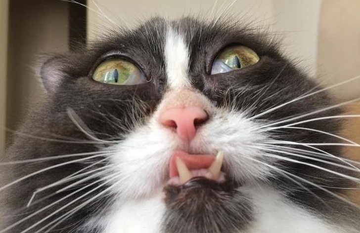 Остроумные подписи под забавными фотографиями (15 фото) Остроумные подписи под забавными фотографиями (15 фото)