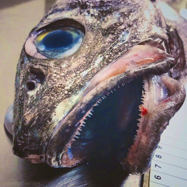 Русский рыбак достал со дна морских чудовищ. Это нужно видеть! (10 фото)