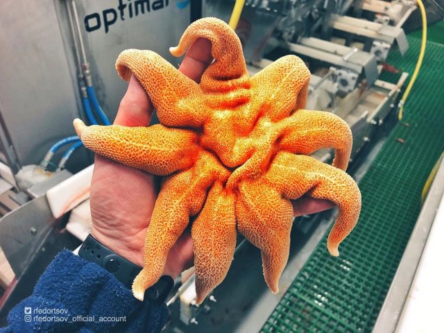 Русский рыбак достал со дна морских чудовищ. Это нужно видеть! (10 фото)