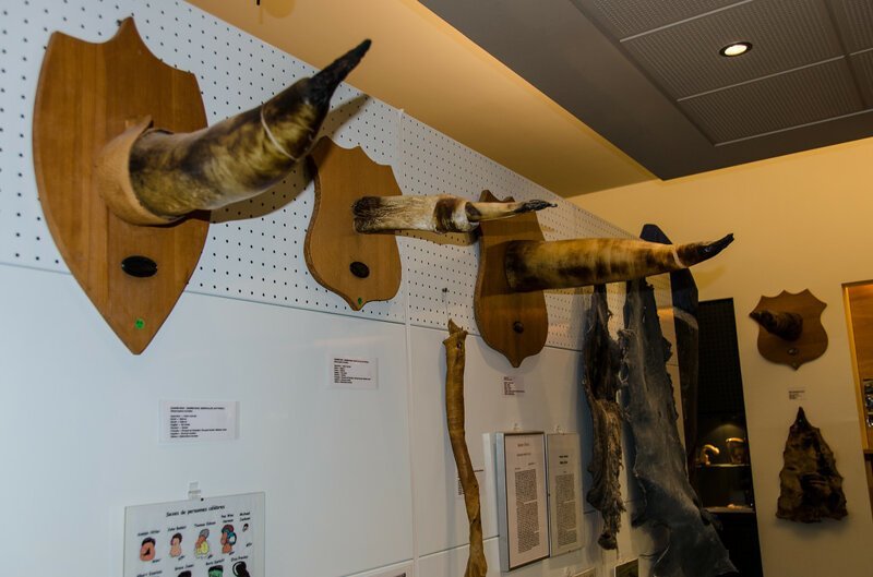 Не для слабонервных: топ-5 самых отвратительных и жутких музеев мира (30 фото)