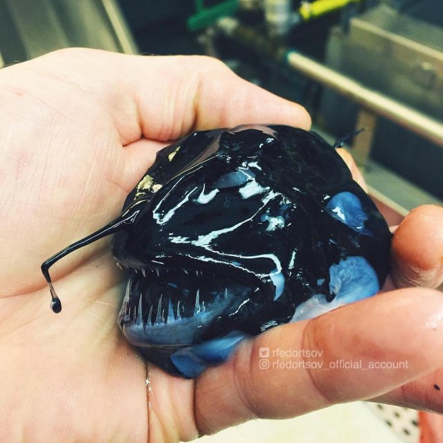 Русский рыбак достал со дна морских чудовищ. Это нужно видеть! (10 фото)