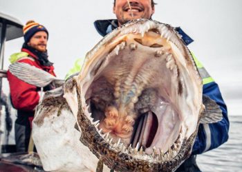 Русский рыбак достал со дна морских чудовищ. Это нужно видеть! (10 фото)