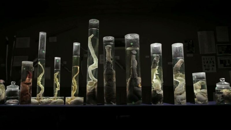 Не для слабонервных: топ-5 самых отвратительных и жутких музеев мира (30 фото)