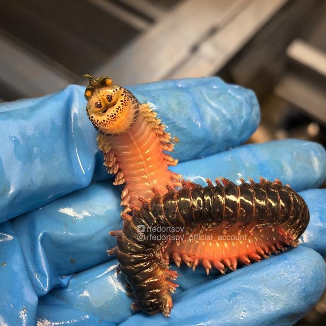 Русский рыбак достал со дна морских чудовищ. Это нужно видеть! (10 фото)