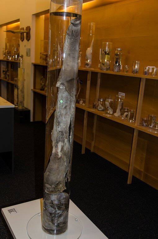 Не для слабонервных: топ-5 самых отвратительных и жутких музеев мира (30 фото)