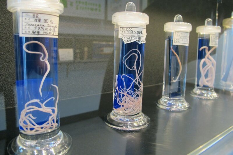 Не для слабонервных: топ-5 самых отвратительных и жутких музеев мира (30 фото)