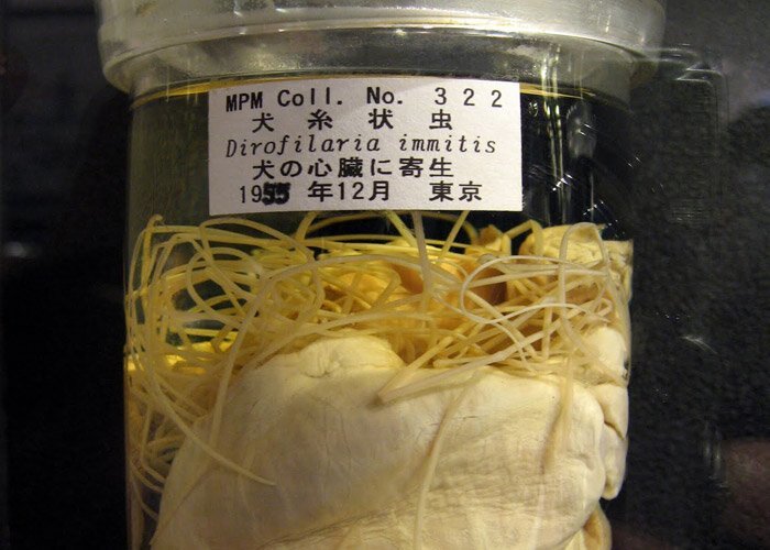 Не для слабонервных: топ-5 самых отвратительных и жутких музеев мира (30 фото)