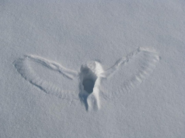 Подборка из рубрики "удивительное рядом" (23 фото)