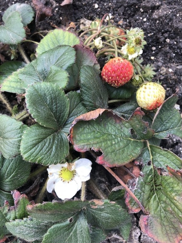 В соцетях активно обсуждают погоду и шутят про аномальную зиму в России (15 фото) В соцетях активно обсуждают погоду и шутят про аномальную зиму в России (15 фото)