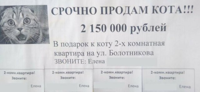 Смешные объявления о пропавших животных (13 фото) Смешные объявления о пропавших животных (13 фото)
