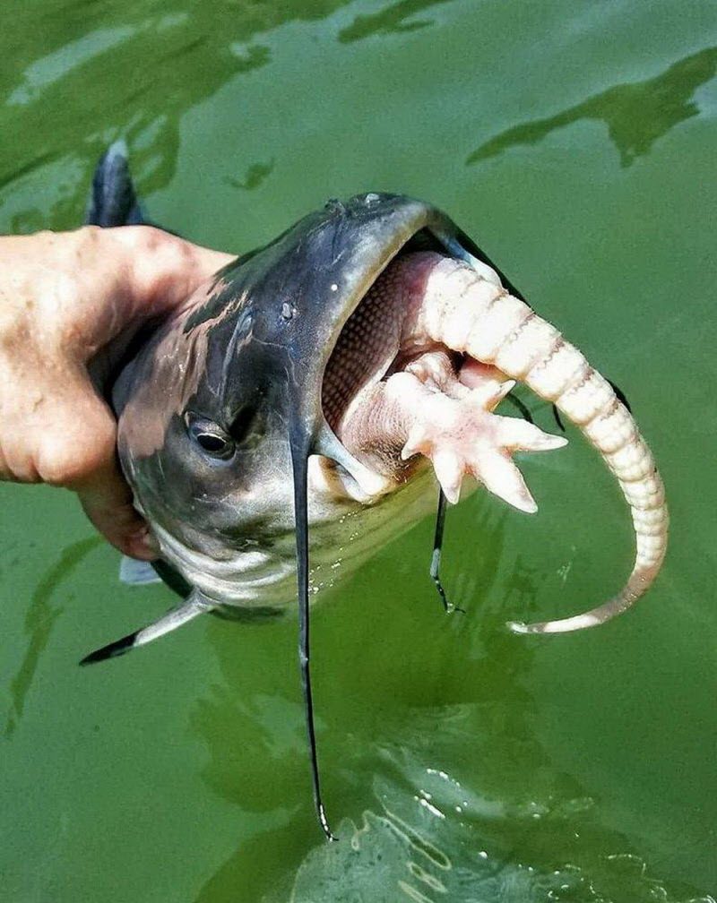 WTF: что тут происходит? (42 фото)