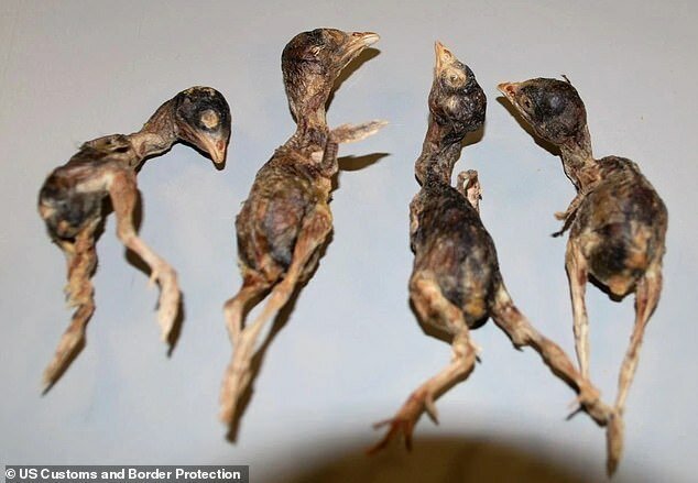 У путешественника из Китая отобрали сумку с дохлыми птицами (4 фото) У путешественника из Китая отобрали сумку с дохлыми птицами (4 фото)