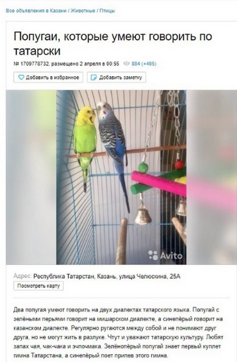 Смешные объявления с Авито: главное правильно представить (20 фото)