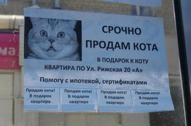 Смешные объявления о пропавших животных (13 фото) Смешные объявления о пропавших животных (13 фото)