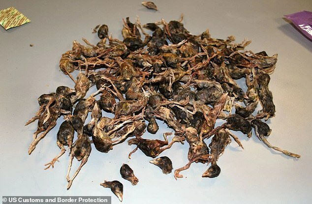 У путешественника из Китая отобрали сумку с дохлыми птицами (4 фото)