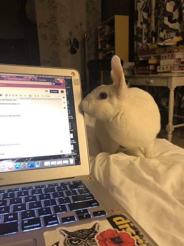 Тред в Твиттере: пользователи на карантине, описывают своих питомцев, будто это их коллеги (18 фото + 3 видео) Тред в Твиттере: пользователи на карантине, описывают своих питомцев, будто это их коллеги (18 фото + 3 видео)