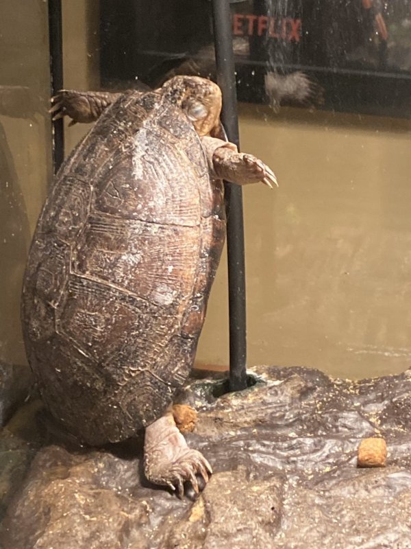 Тред в Твиттере: пользователи на карантине, описывают своих питомцев, будто это их коллеги (18 фото + 3 видео) Тред в Твиттере: пользователи на карантине, описывают своих питомцев, будто это их коллеги (18 фото + 3 видео)